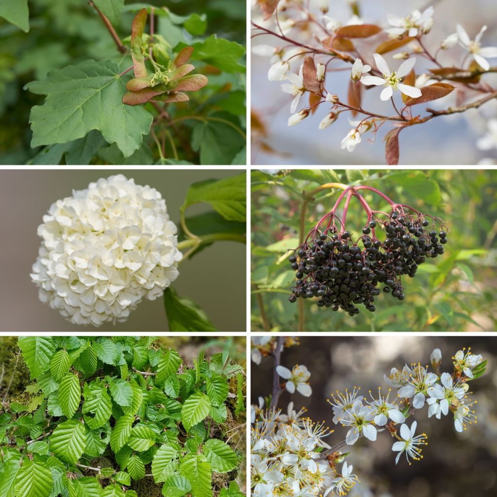 Haagpakket Veldbloemen Eco 2