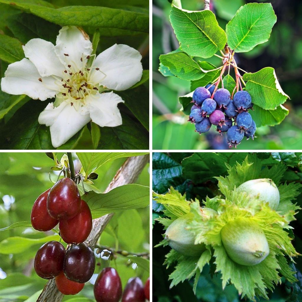 Haagpakket 'Lekkere Haag' hoog - lengte 8/12m