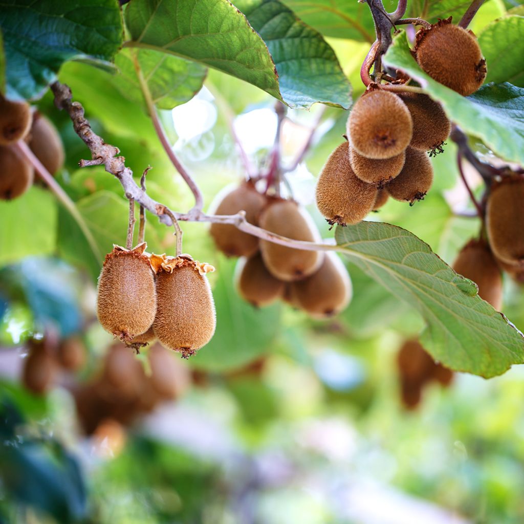 Kiwi - Actinidia chinensis Herma