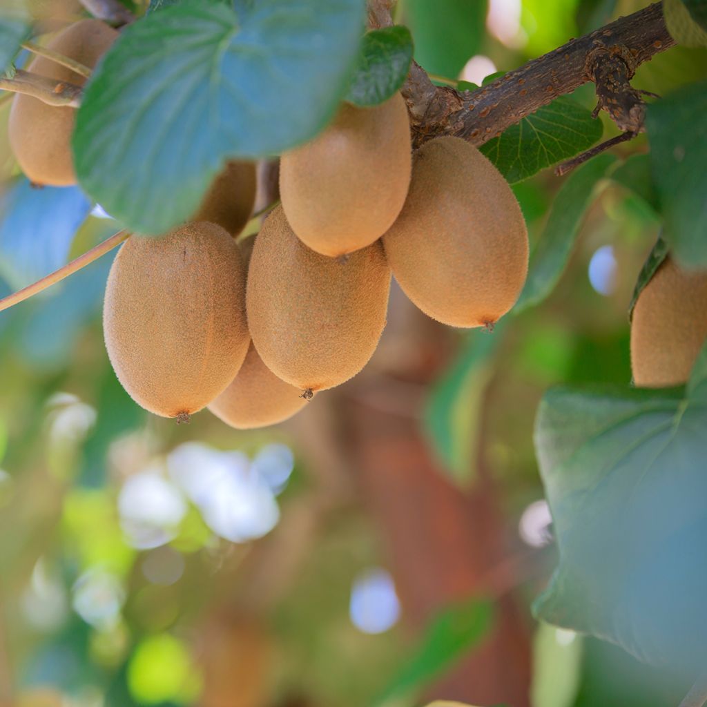 Kiwi - Actinidia deliciosa Morning Star (vrouwelijk)
