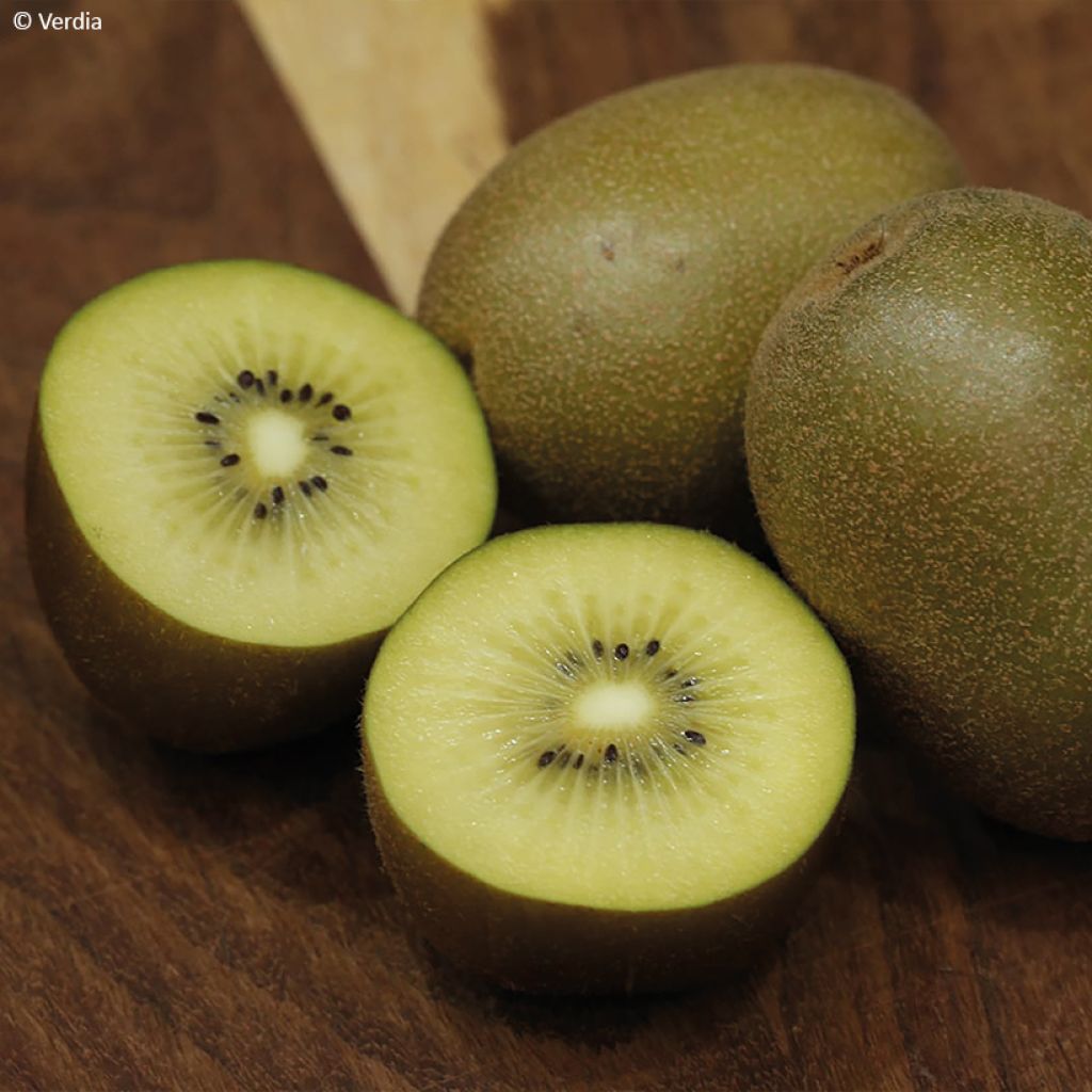 Gele kiwi - Actinidia deliciosa KiwHappy