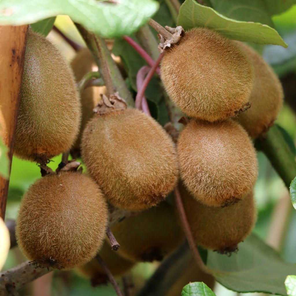 Kiwi - Actinidia deliciosa Solissimo