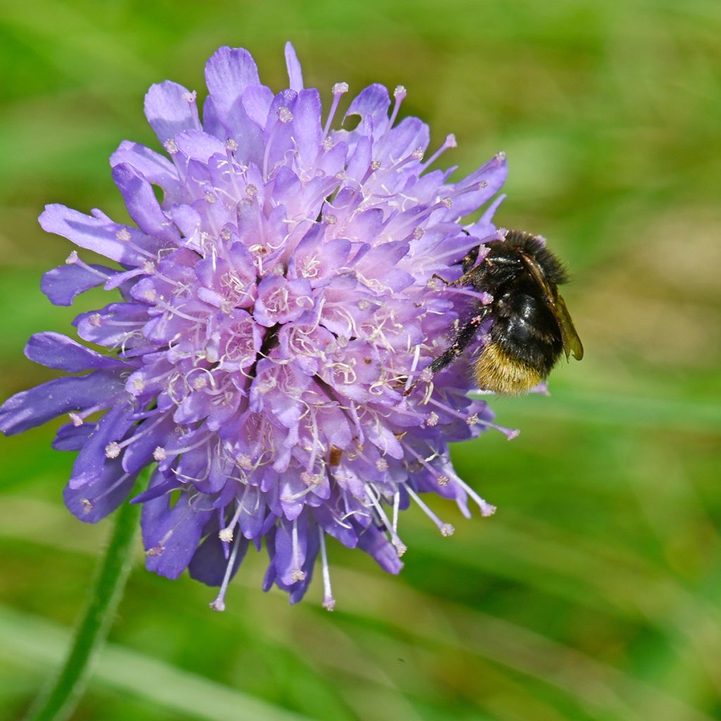 Knautia arvensis - Beemdkroon