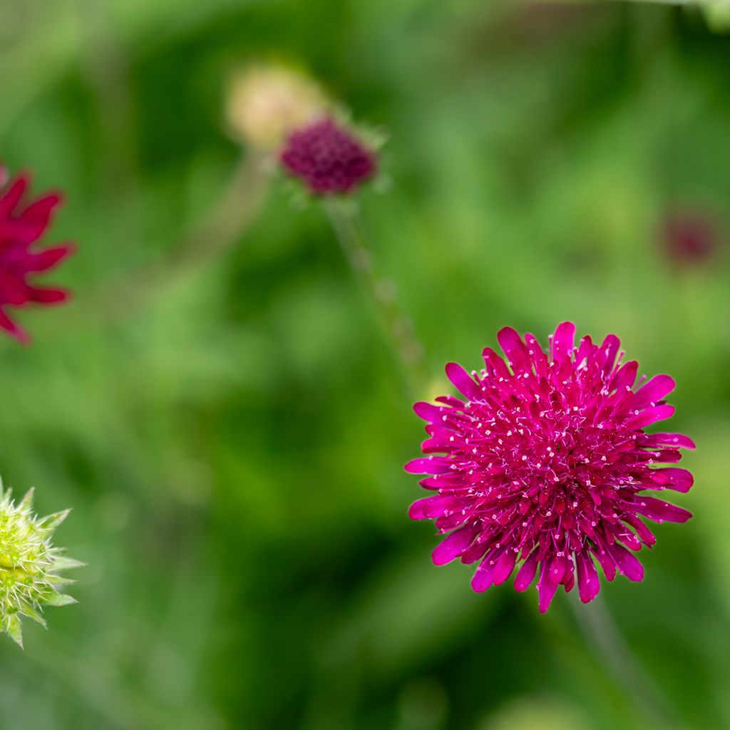 Knautia macedonica Mars Midget - Beemdkroon