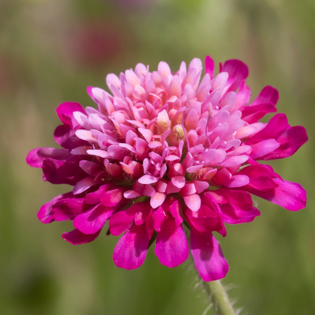 Knautia macedonica Melton Pastels - Beemdkroon