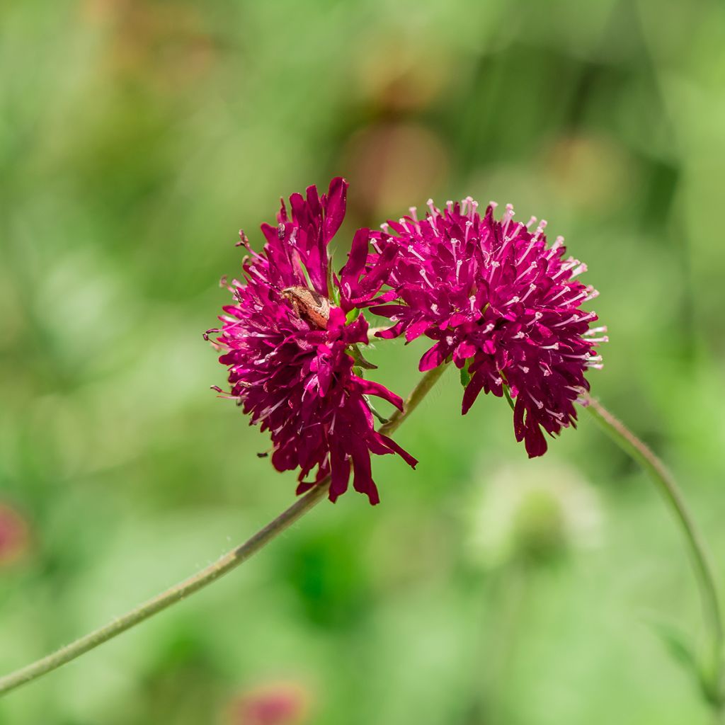 Knautia macedonica - Beemdkroon