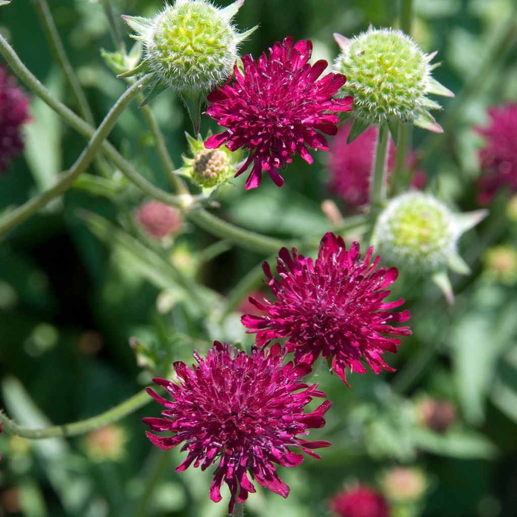Knautia macedonica - Beemdkroon