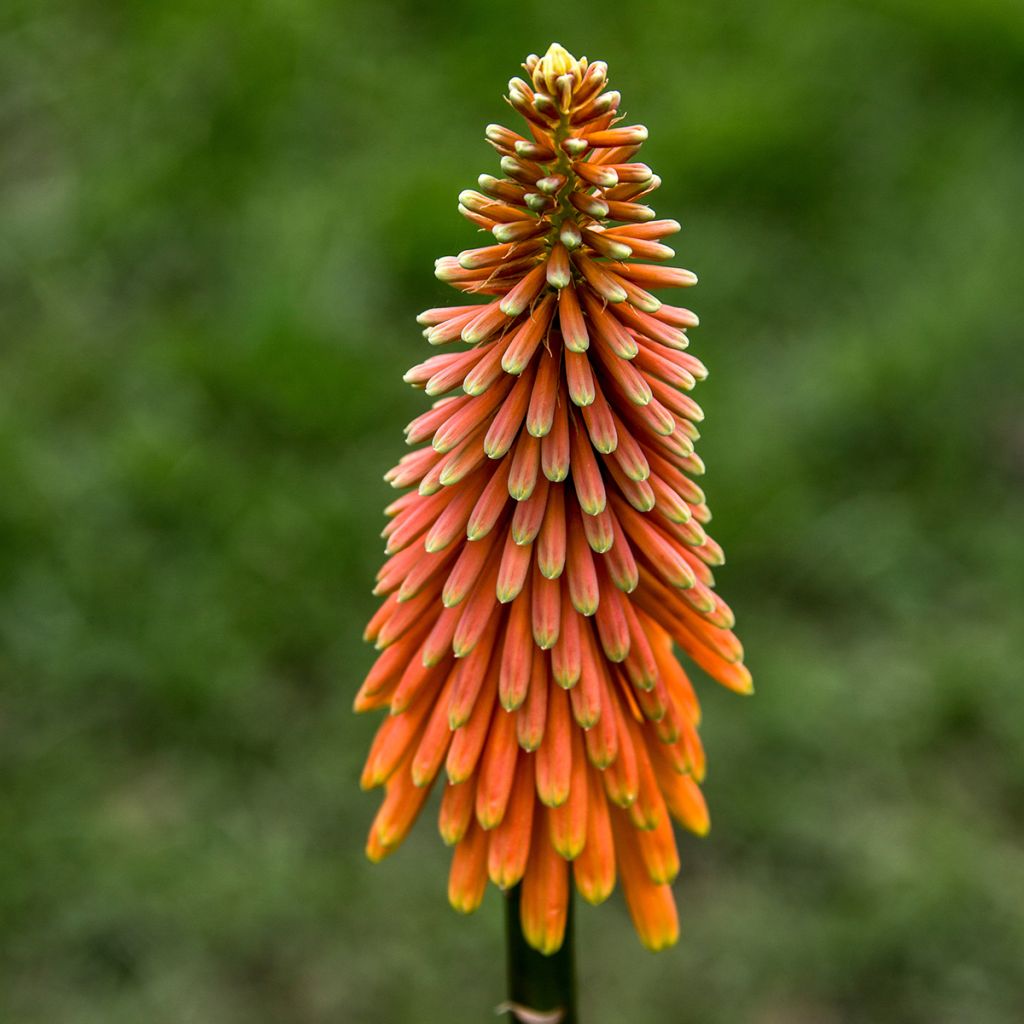 Kniphofia Alcazar - Vuurpijl