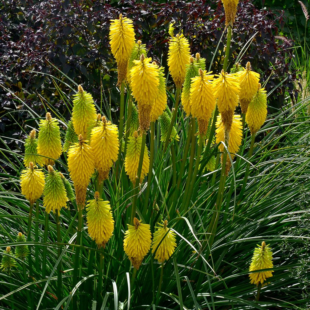 Kniphofia Bees Lemon - Vuurpijl