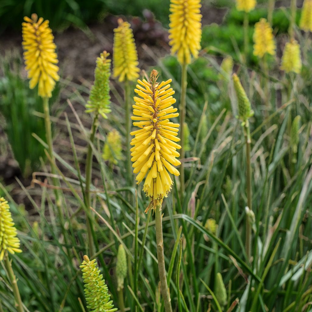 Kniphofia Bees Lemon - Vuurpijl