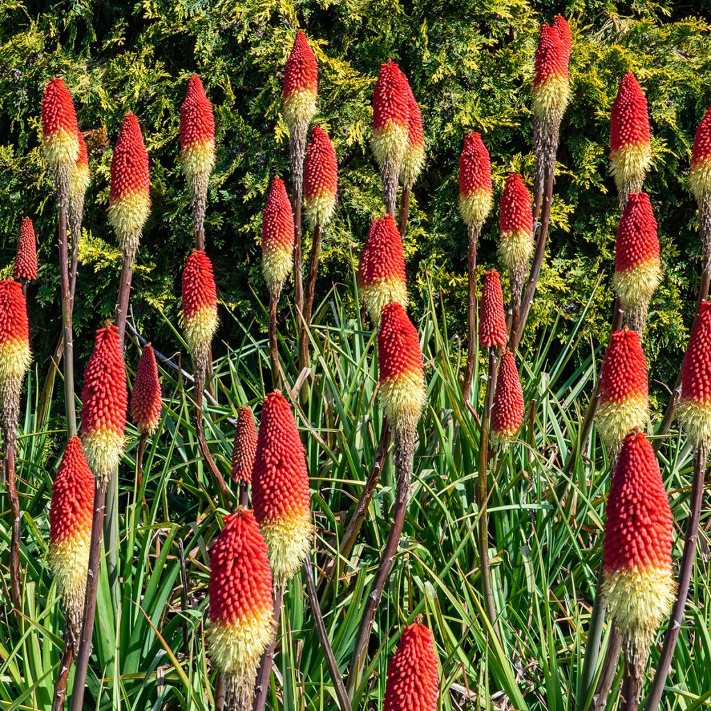 Kniphofia Flamenco - Vuurpijl