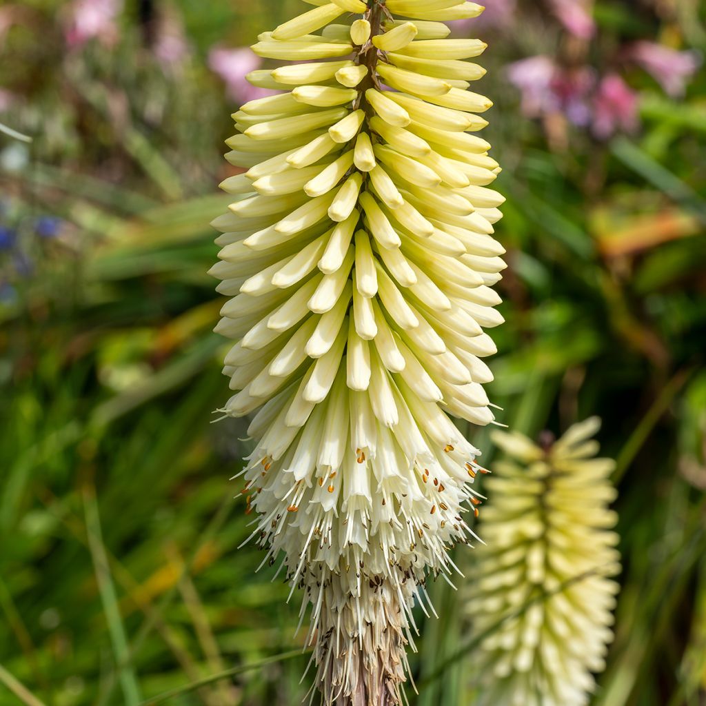 Kniphofia Ice Queen - Vuurpijl