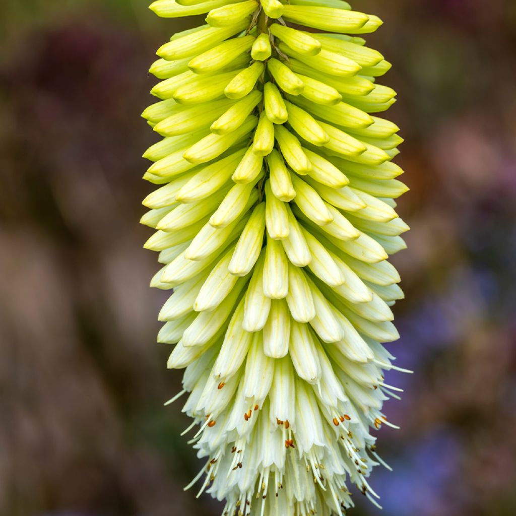 Kniphofia Ice Queen - Vuurpijl