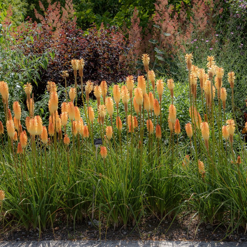 Kniphofia Tawny King - Vuurpijl