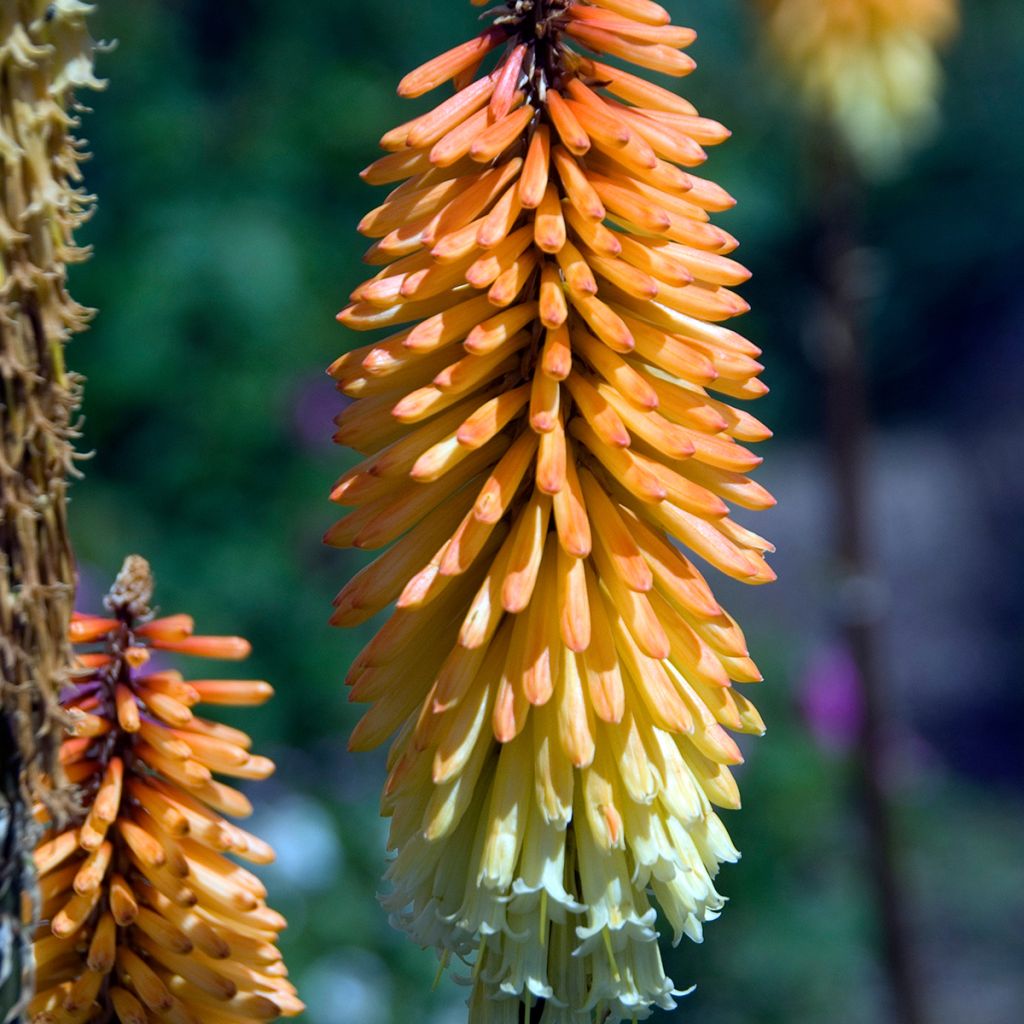 Kniphofia Tawny King - Vuurpijl