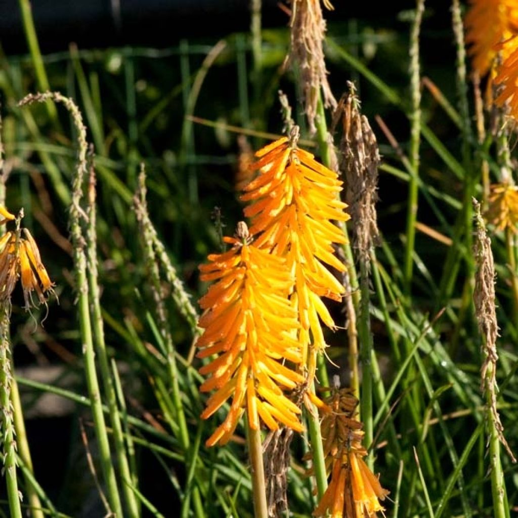 Kniphofia Mango Popsicle - Vuurpijl