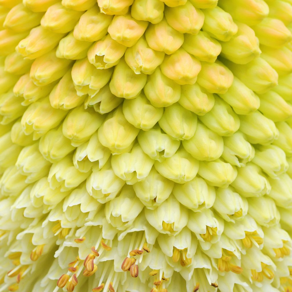 Kniphofia northiae - Vuurpijl
