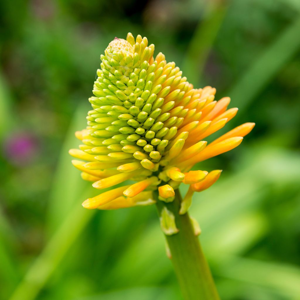 Kniphofia rooperi - Vuurpijl