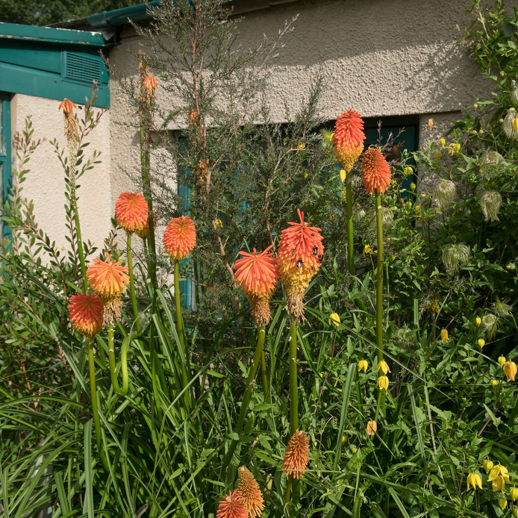 Kniphofia rooperi - Vuurpijl
