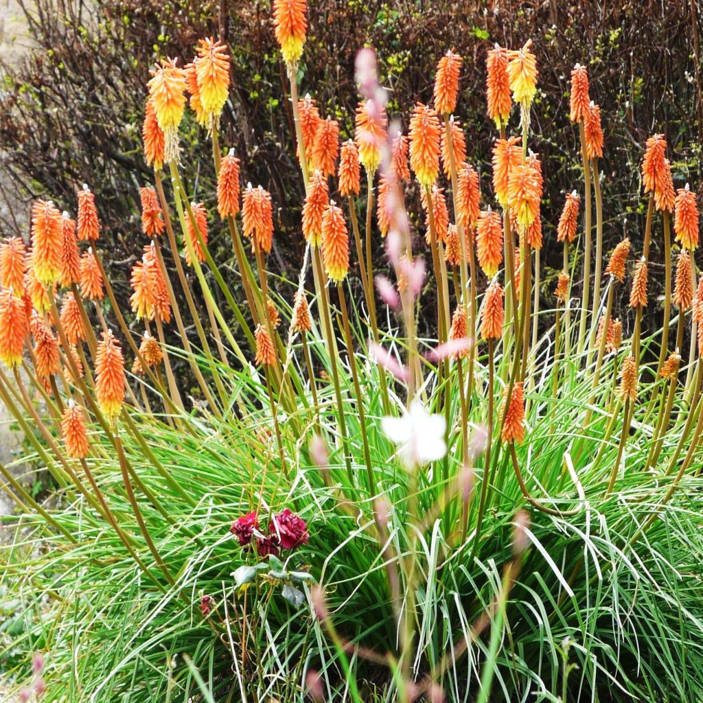 Kniphofia uvaria - Vuurpijl