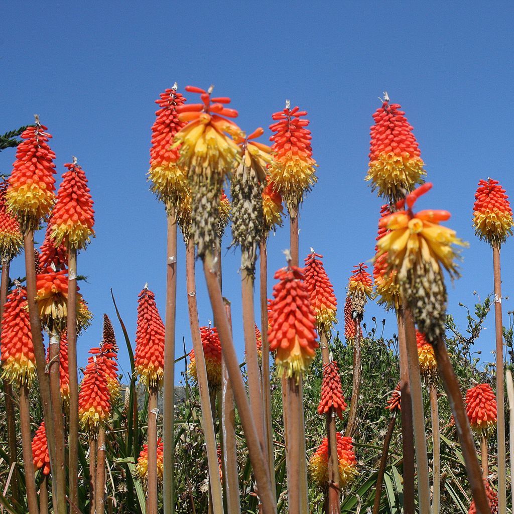 Kniphofia uvaria - Vuurpijl