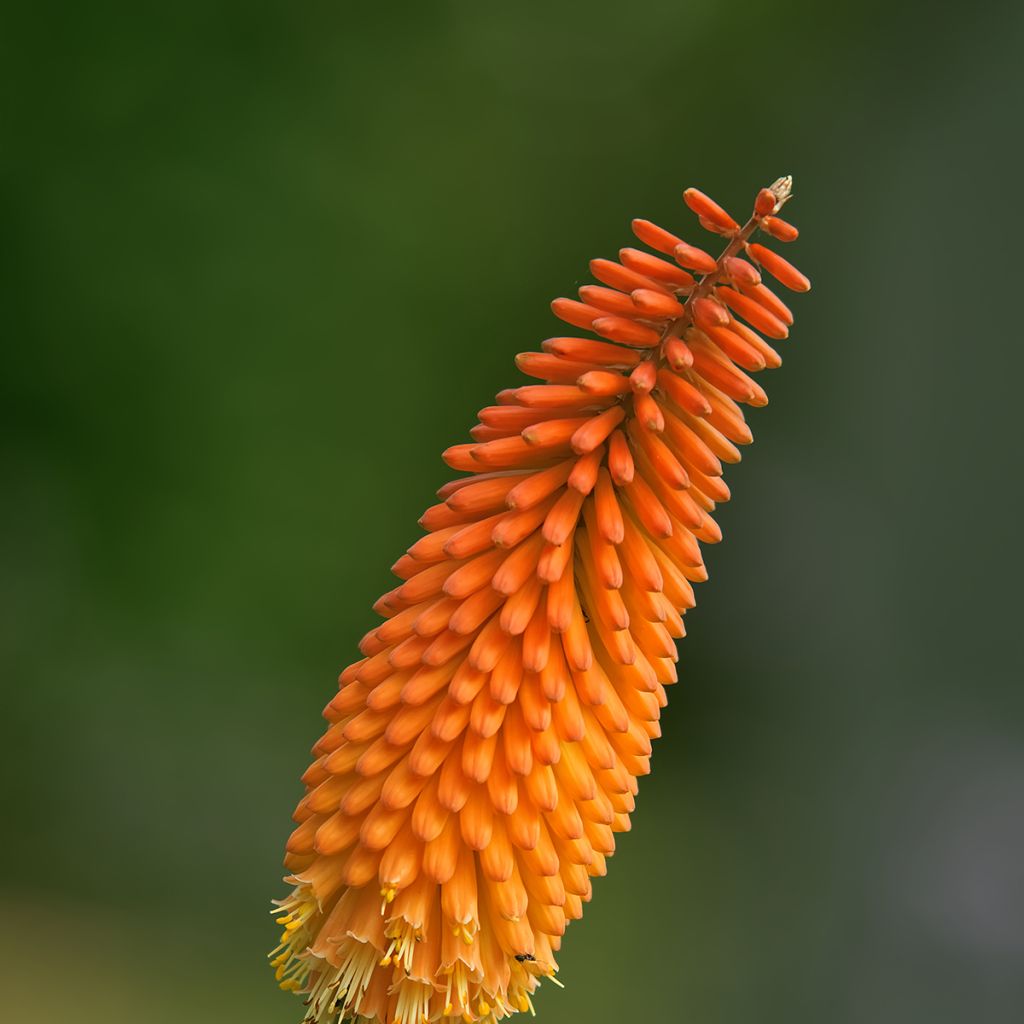 Kniphofia uvaria - Vuurpijl