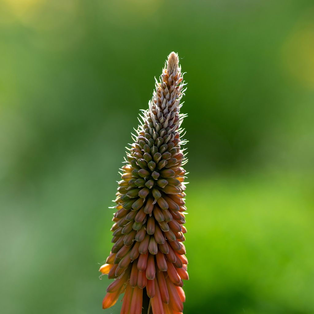Kniphofia uvaria - Vuurpijl