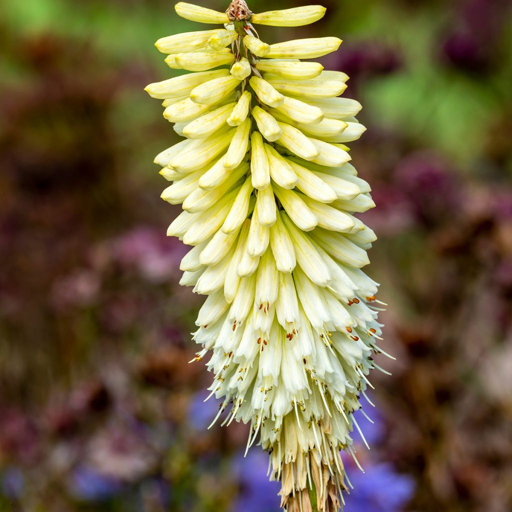 Kniphofia Magical Snow Torch - Vuurpijl