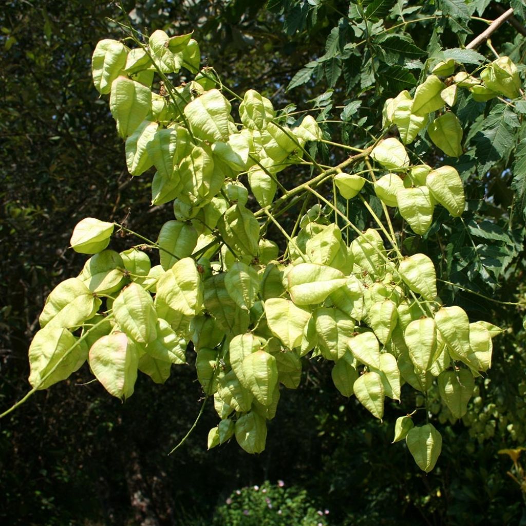 Koelreuteria paniculata - Gele zeepboom