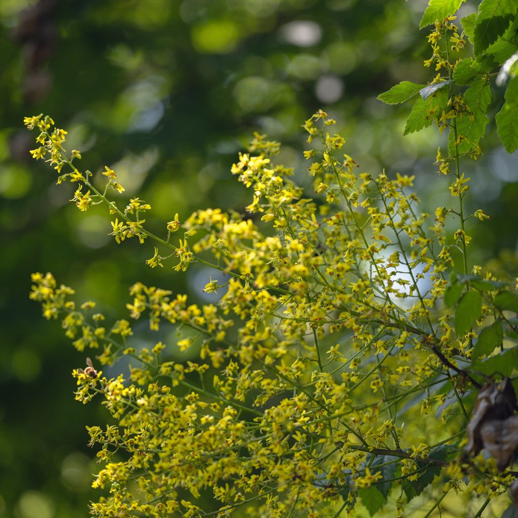 Koelreuteria paniculata - Gele zeepboom