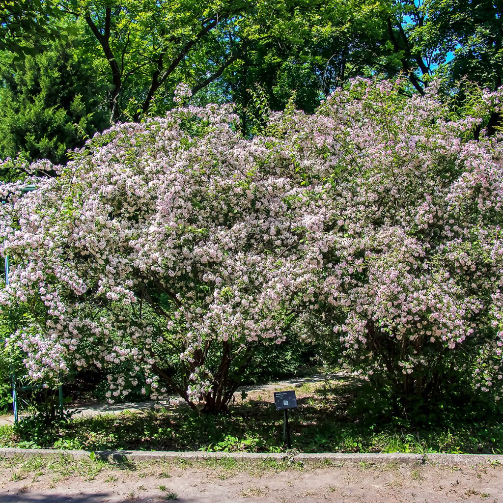 Kolkwitzia amabilis - Koninginnenstruik