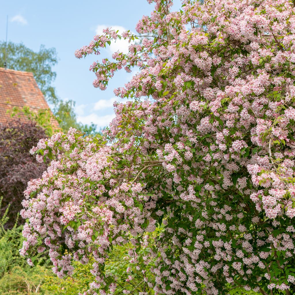 Kolkwitzia amabilis - Koninginnenstruik