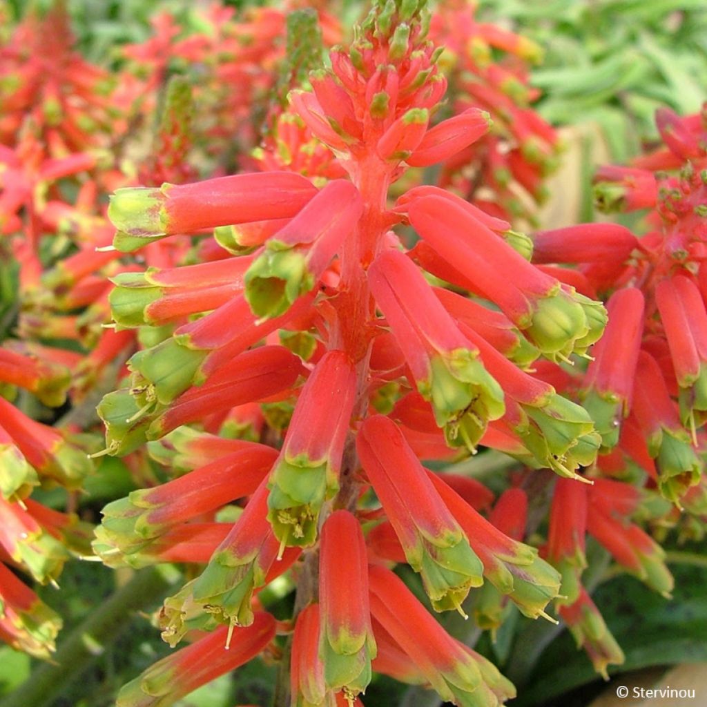 Lachenalia Rosabeth - Kaapse hyacint