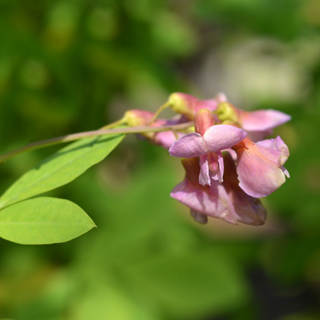 Laburnocytisus adamii