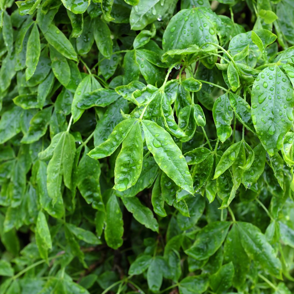 Laburnum alpinum Pendulum - Goudenregen