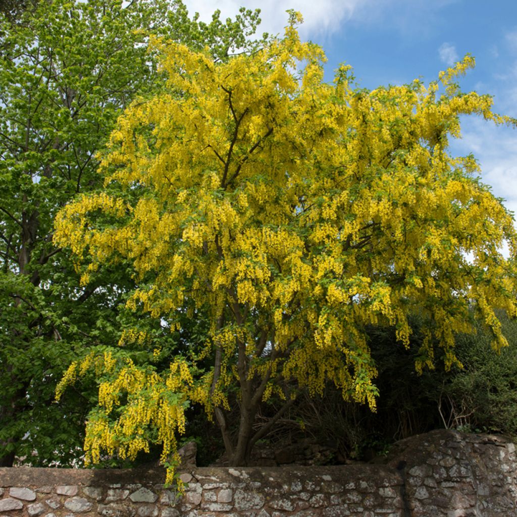 Laburnum anagyroides - Goudenregen