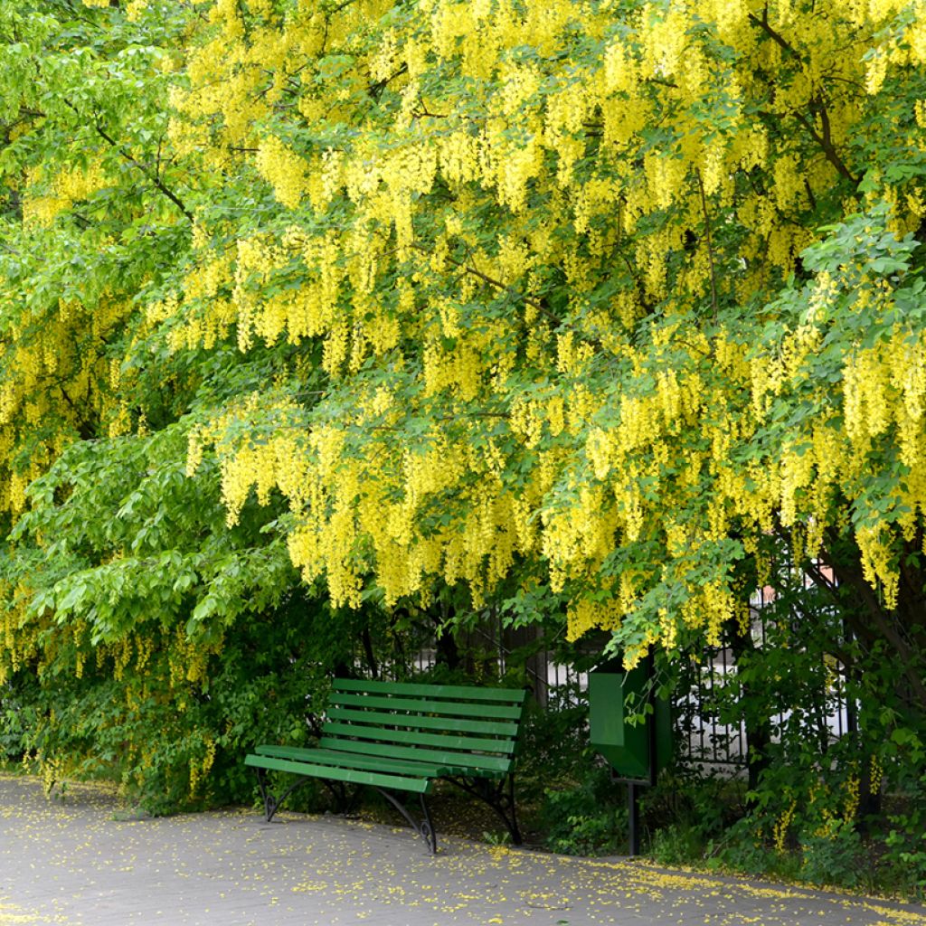 Laburnum anagyroides - Goudenregen