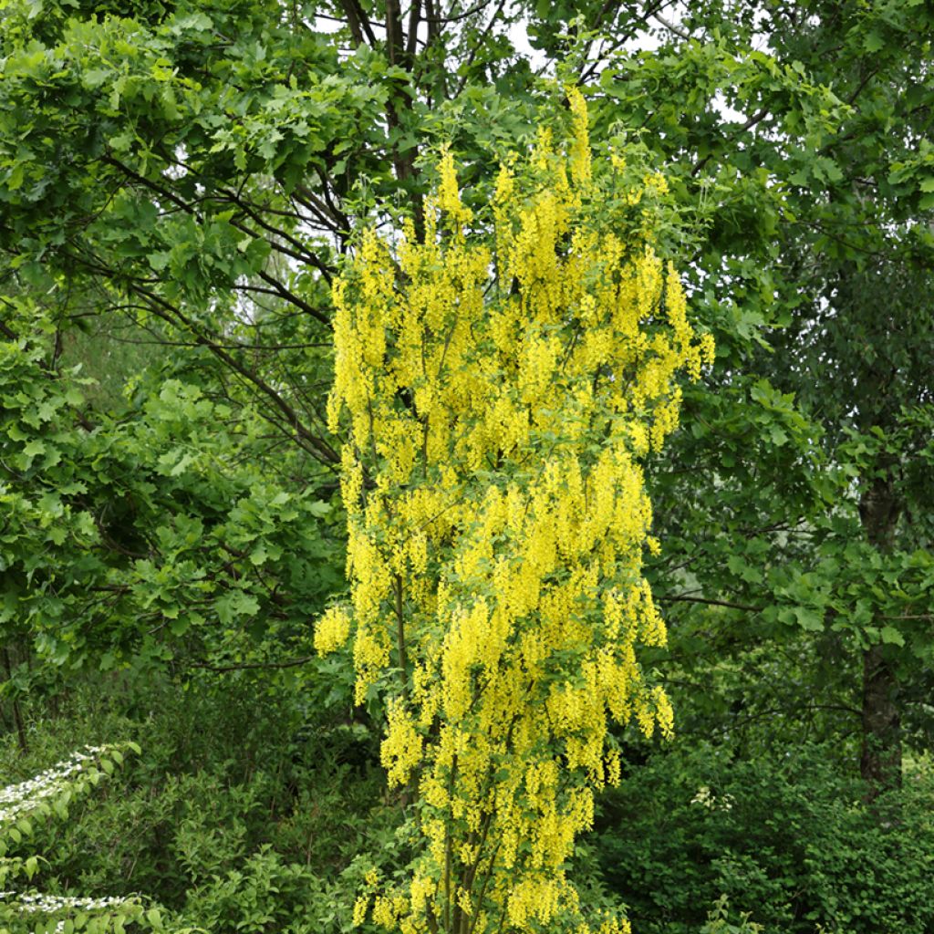 Laburnum anagyroides Yellow Rocket - Goudenregen