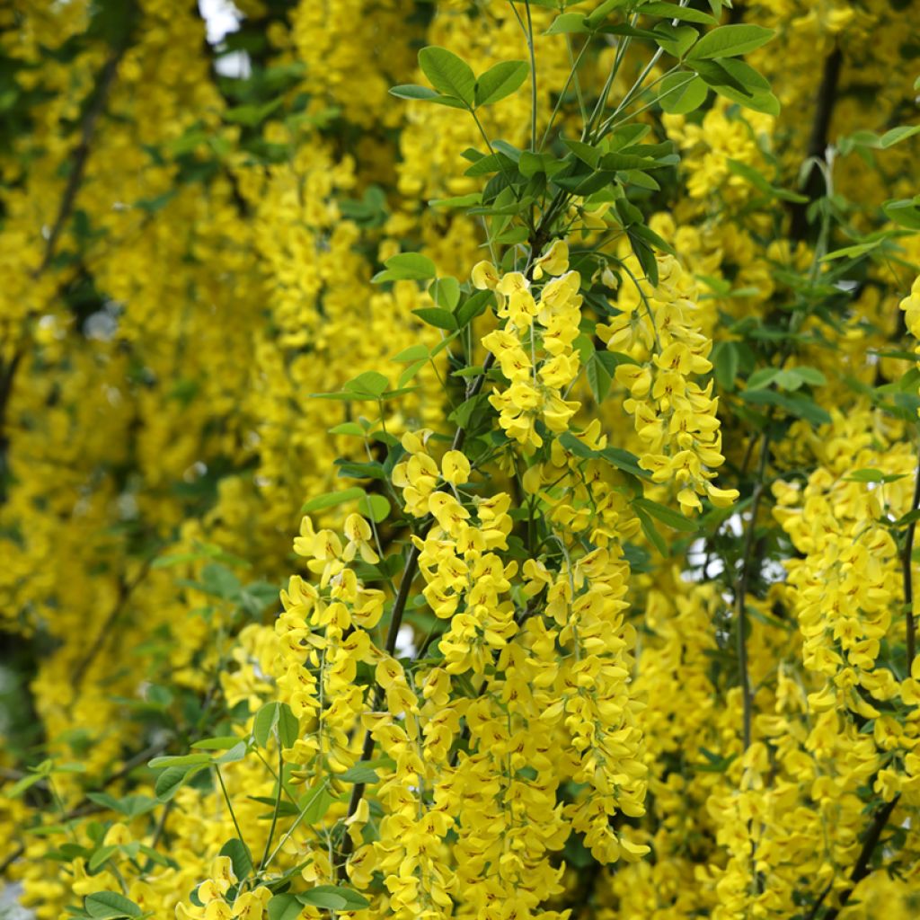 Laburnum anagyroides Yellow Rocket - Goudenregen