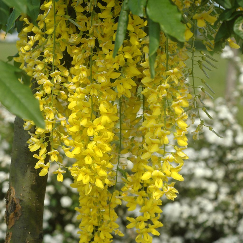 Laburnum watereri Vossii - Goudenregen