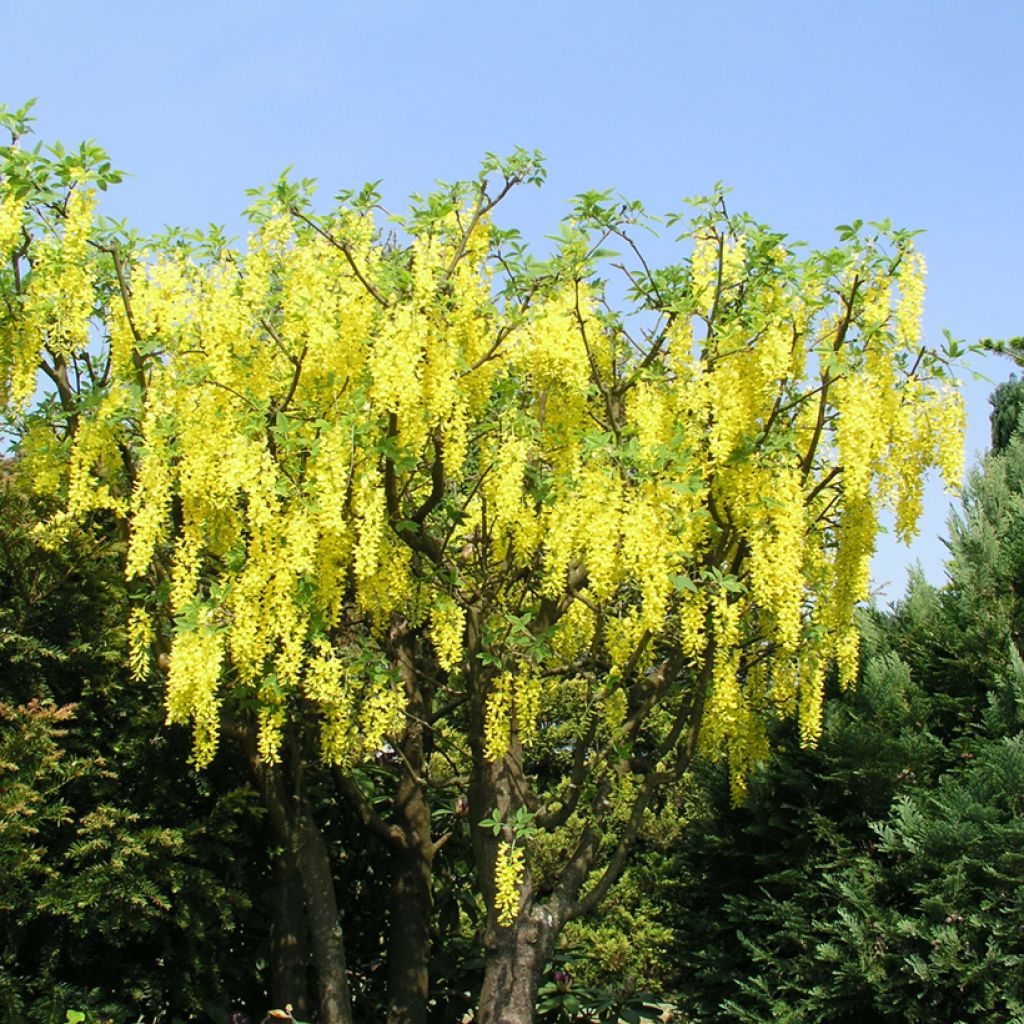 Laburnum watereri Vossii - Goudenregen