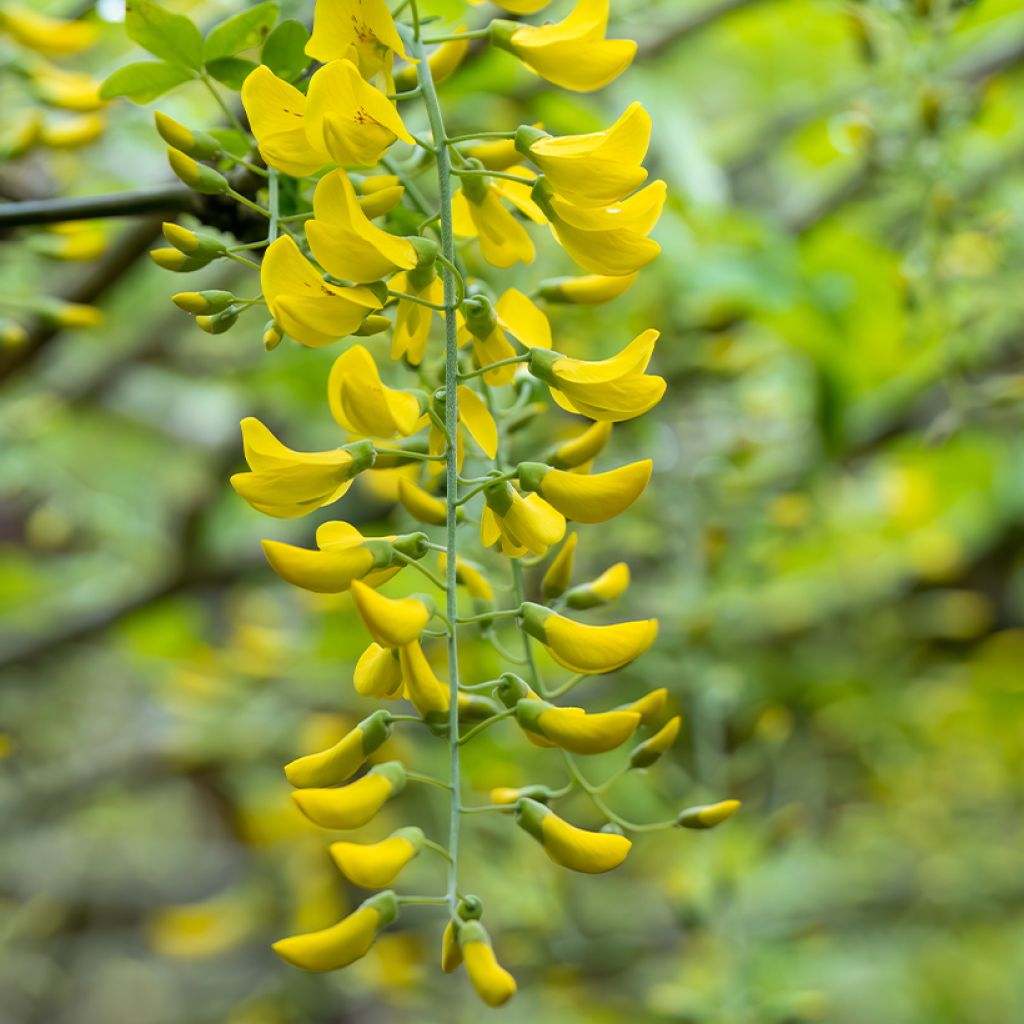 Laburnum watereri Vossii - Goudenregen