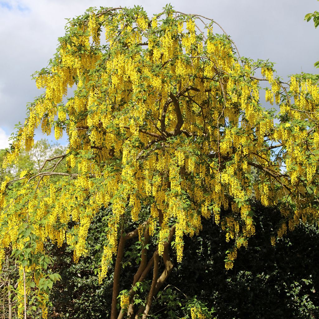 Laburnum anagyroides (zaad) - Goudenregen