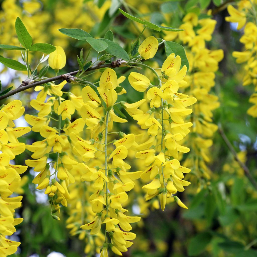 Laburnum anagyroides (zaad) - Goudenregen