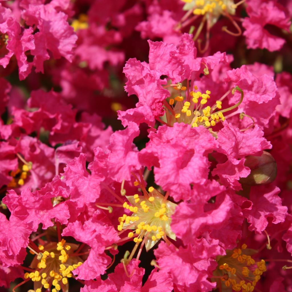 Lagerstroemia indica Bergerac - Indische sering