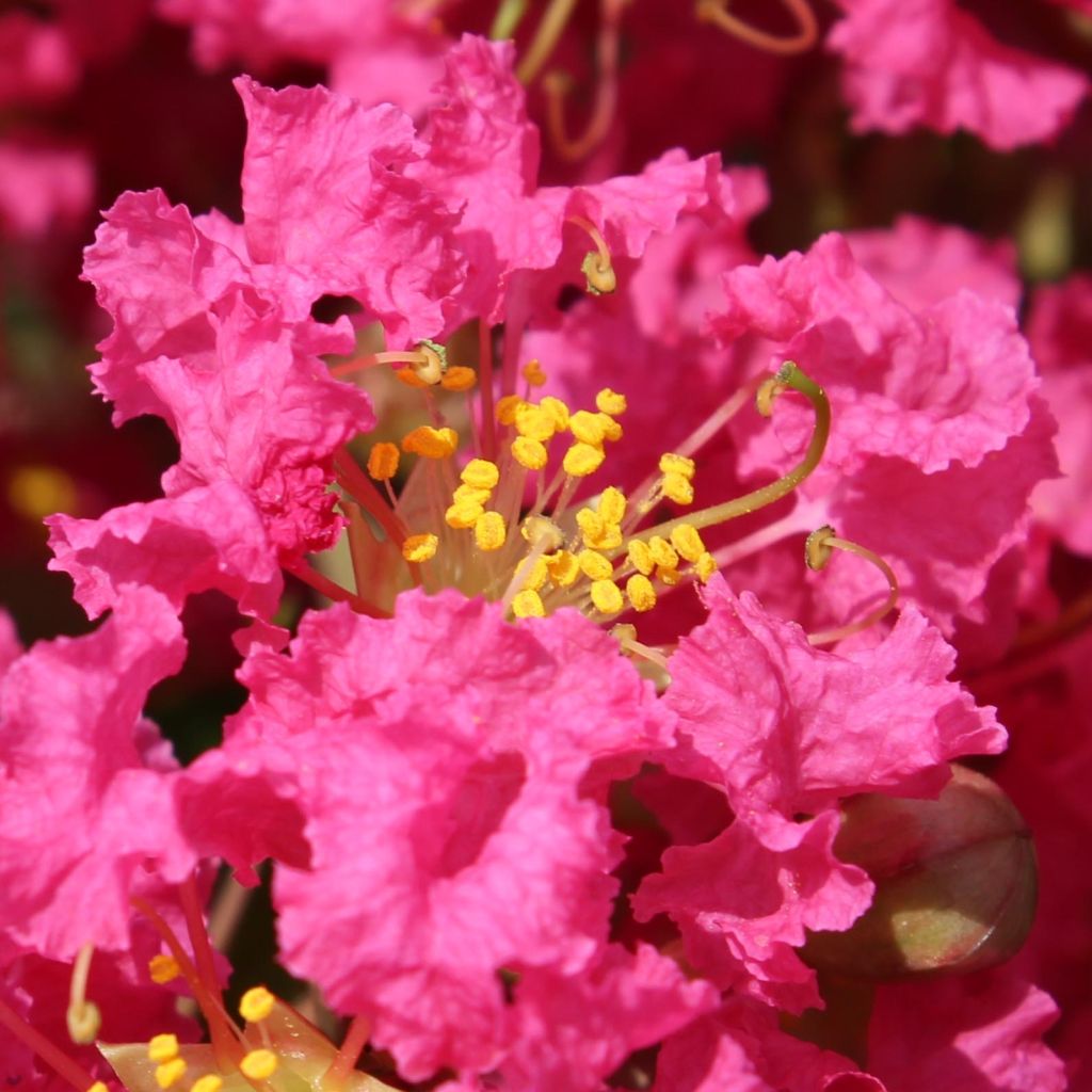 Lagerstroemia indica Bergerac - Indische sering