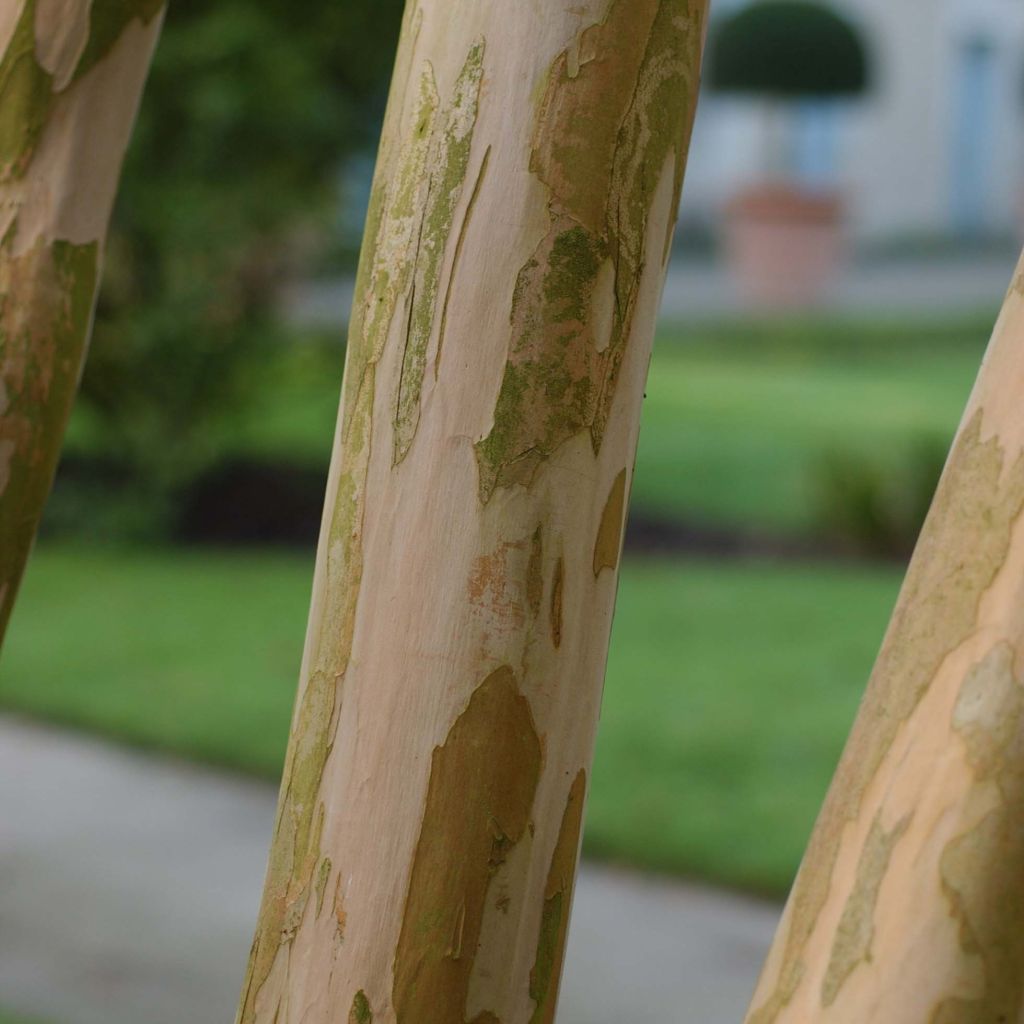 Lagerstroemia indica Berlingot Menthe - Indische sering