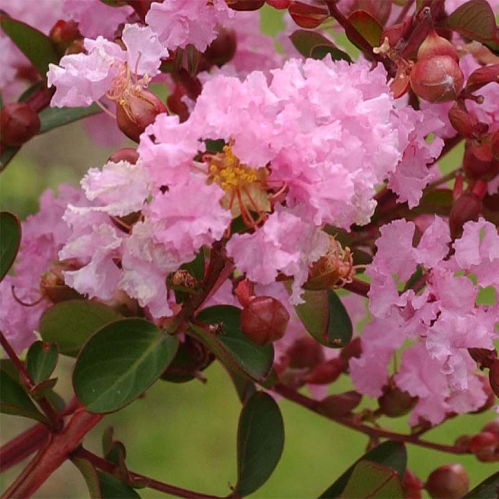 Lagerstroemia indica Berlingot Menthe - Indische sering