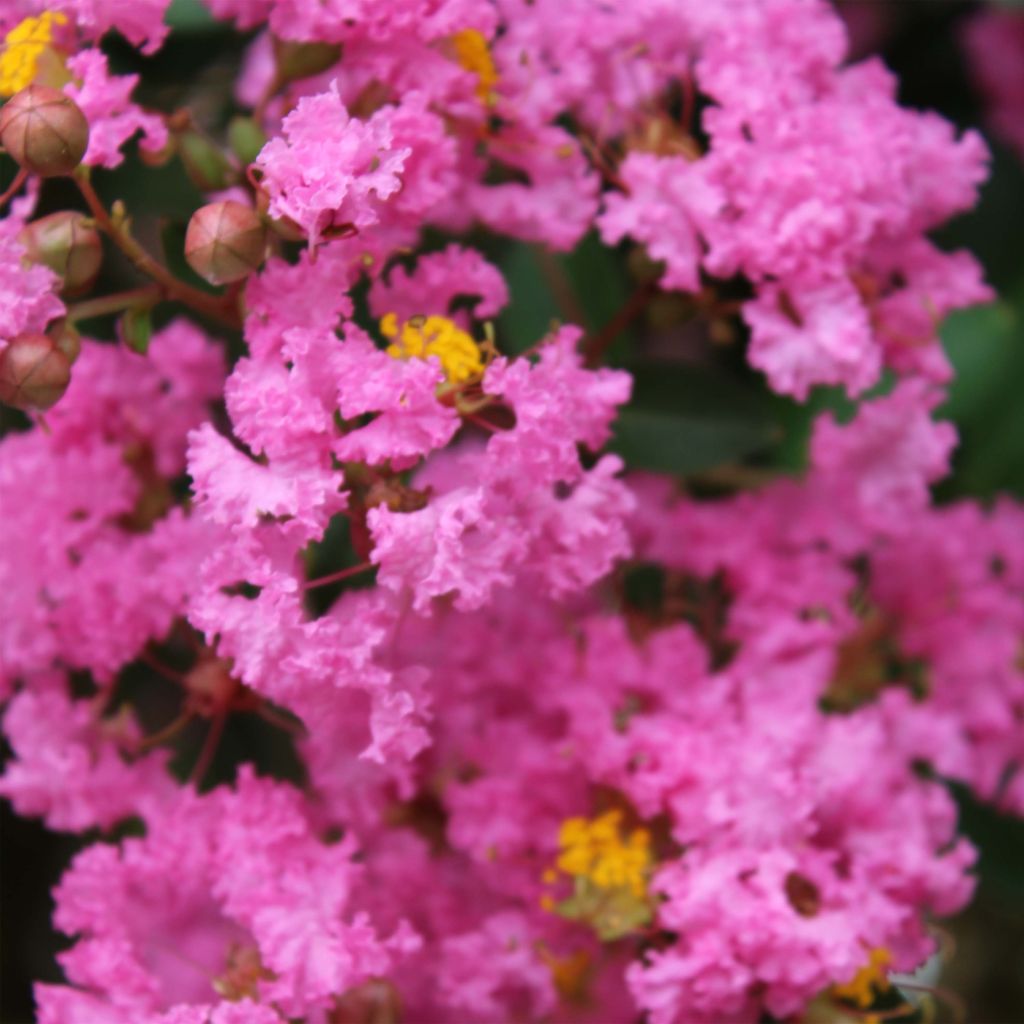 Lagerstroemia indica Jacqueline Desmartis - Indische sering
