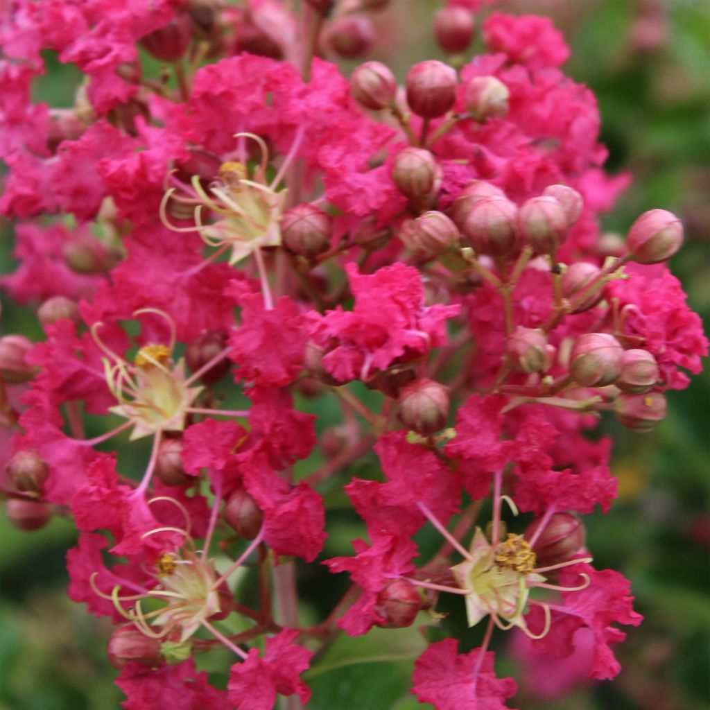 Lagerstroemia indica Margaux - Indische sering